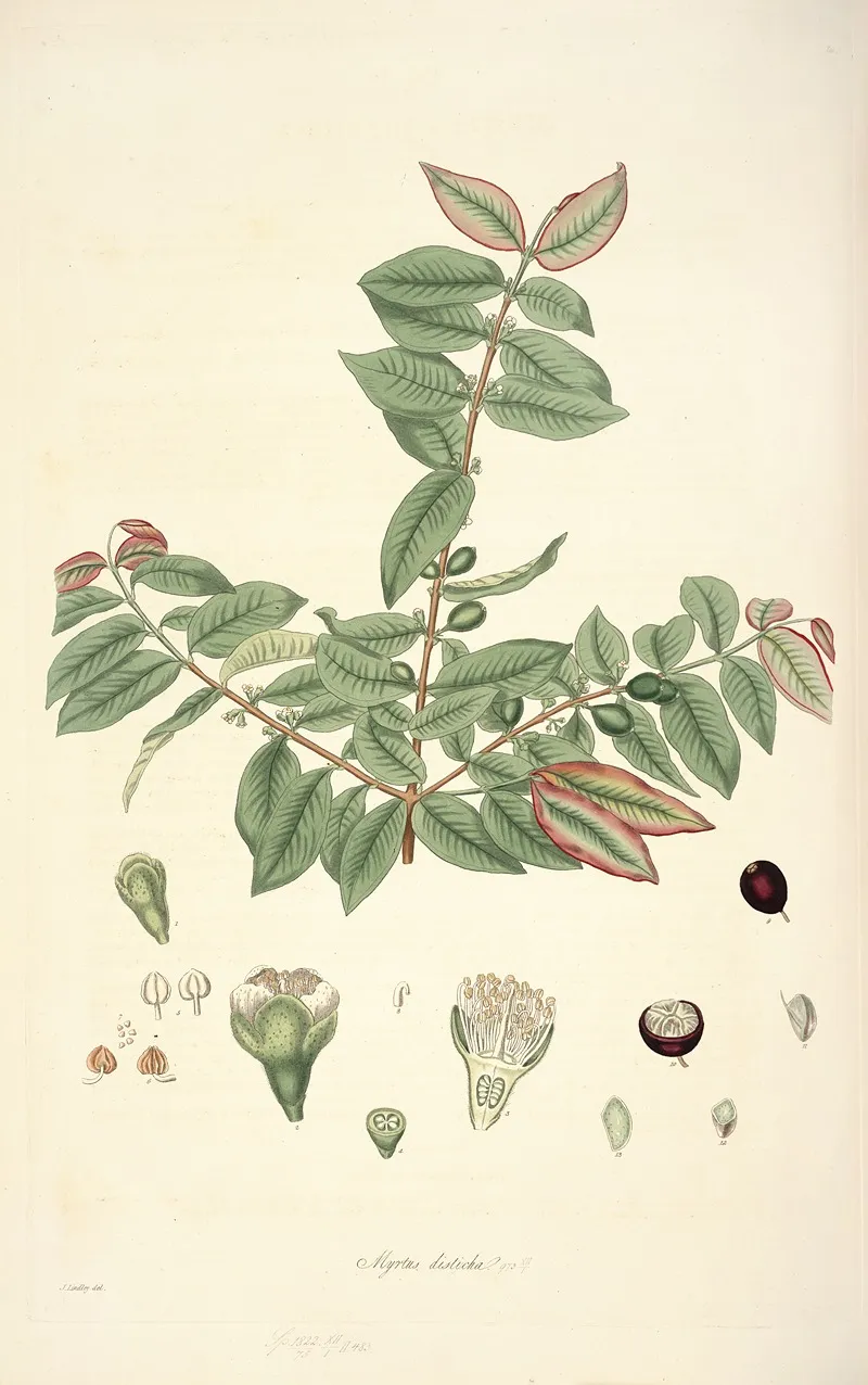 Collectanea Botanica Pl 19 by John Lindley - Canvas Print