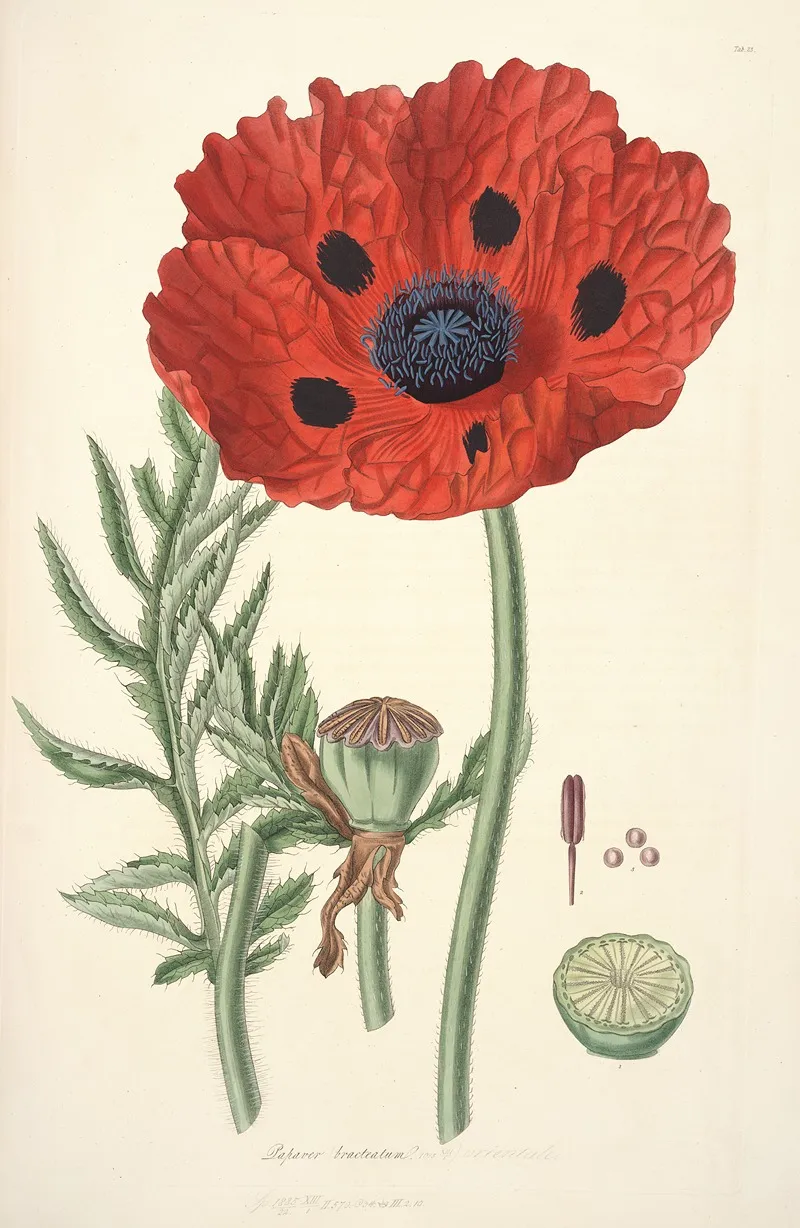 Collectanea Botanica Pl 23