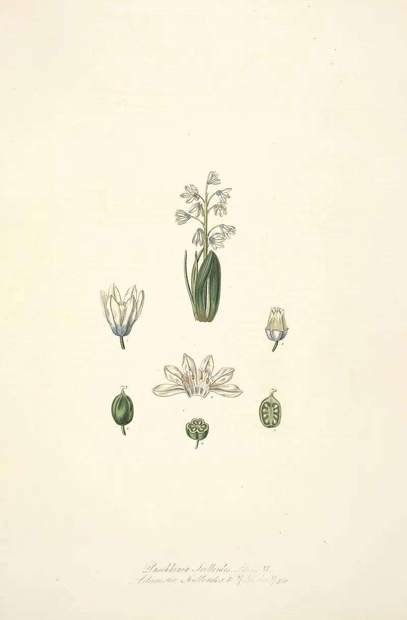 Collectanea Botanica Pl 24 by John Lindley - Canvas Print