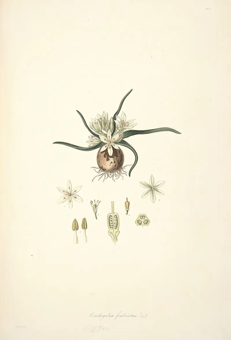 Collectanea Botanica Pl 28 by John Lindley - Canvas Print