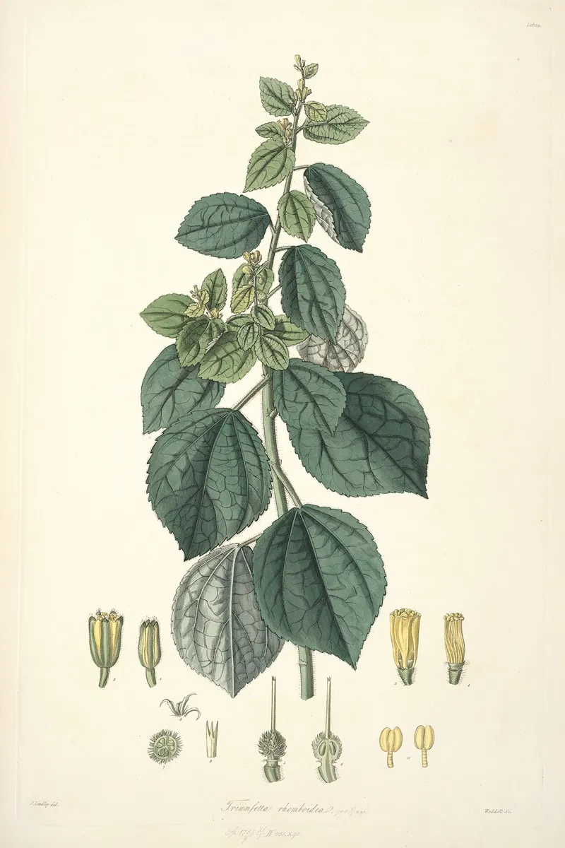 Collectanea Botanica Pl 29 by John Lindley - Canvas Print