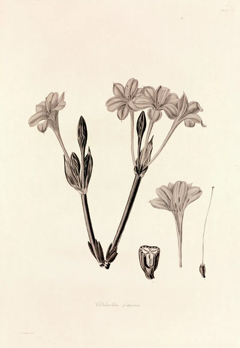 Collectanea Botanica Pl 34 by John Lindley - Canvas Print