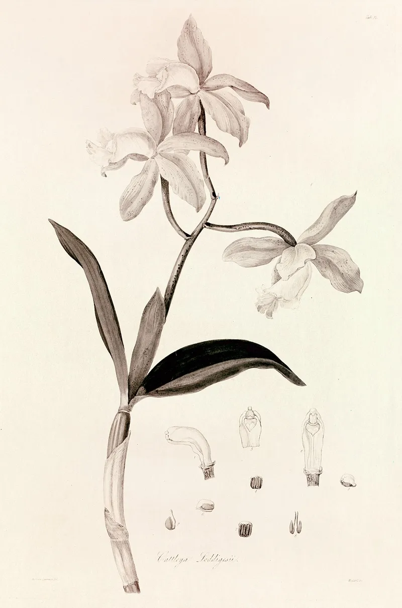 Collectanea Botanica Pl 37 by John Lindley - Canvas Print