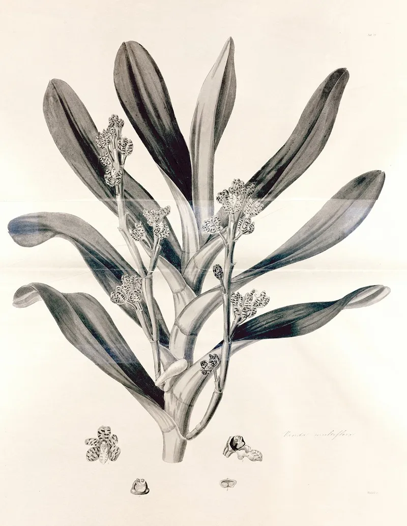 Collectanea Botanica Pl 38 by John Lindley - Canvas Print