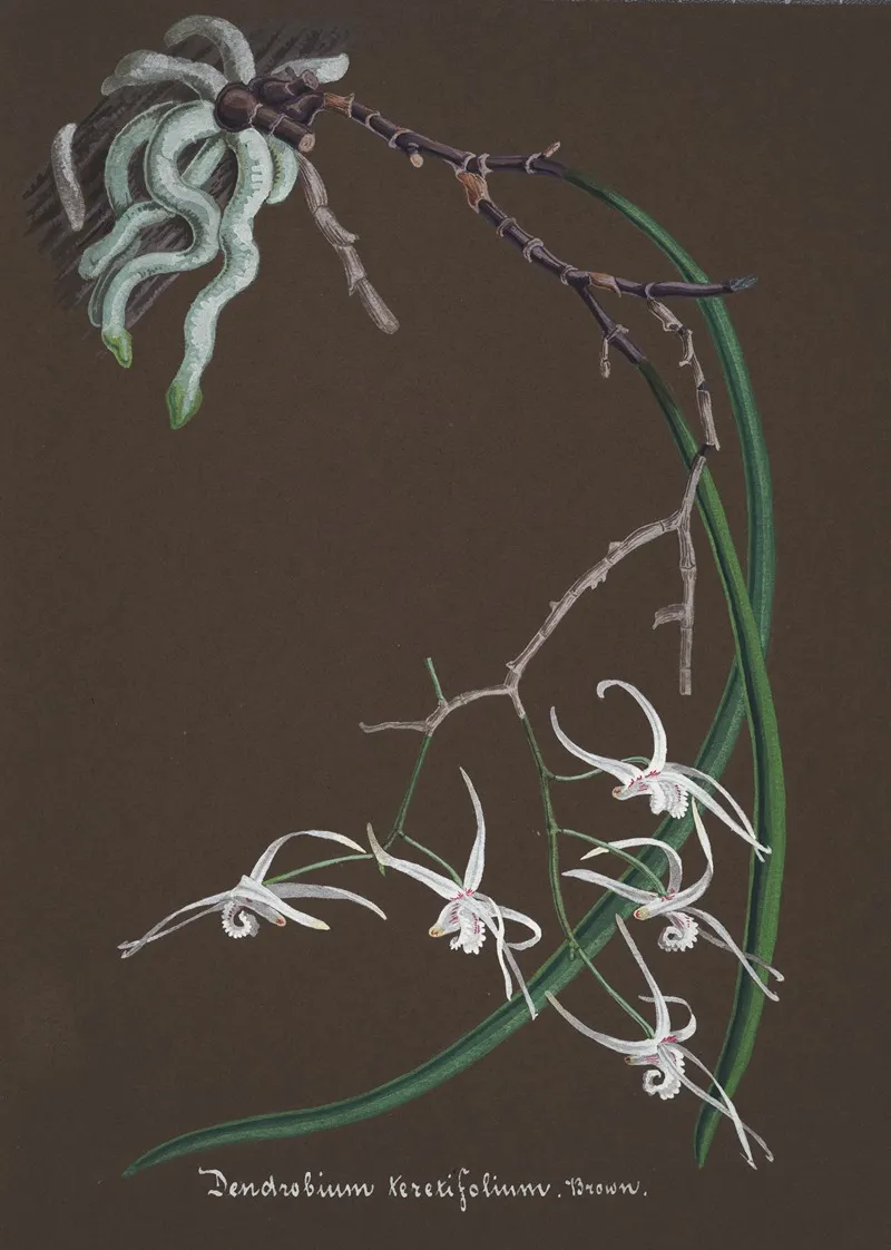 Collection Dorchidees Pl 55