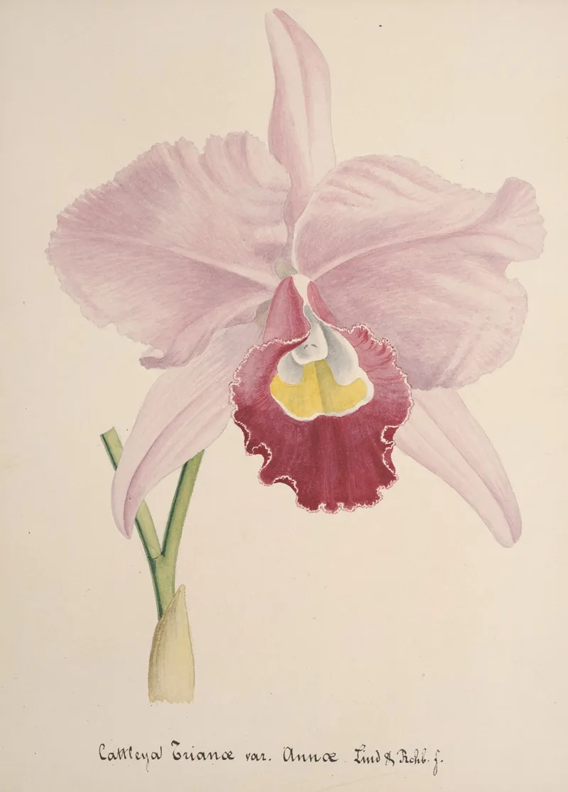 Collection Dorchidees Pl 71