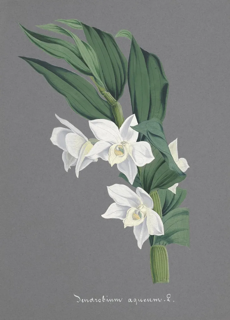 Collection Dorchidees Pl 75