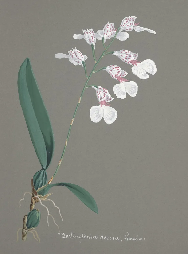 Collection Dorchidees Pl 79