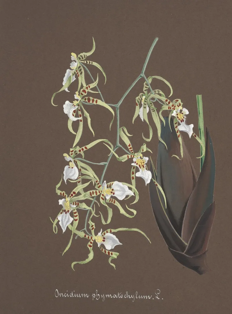 Collection Dorchidees Pl 81