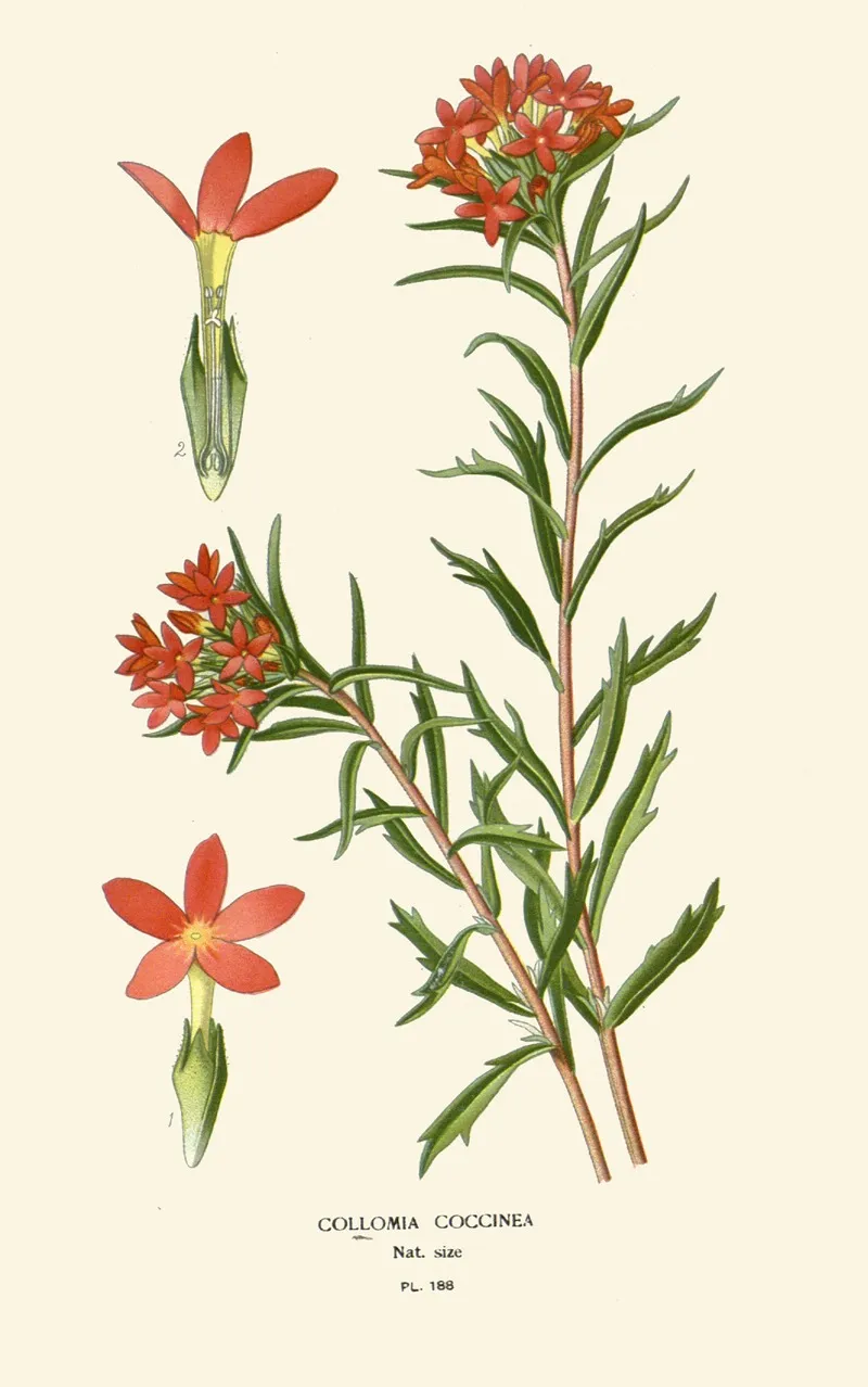 Collomia Coccinea by Edward Step - Canvas Print