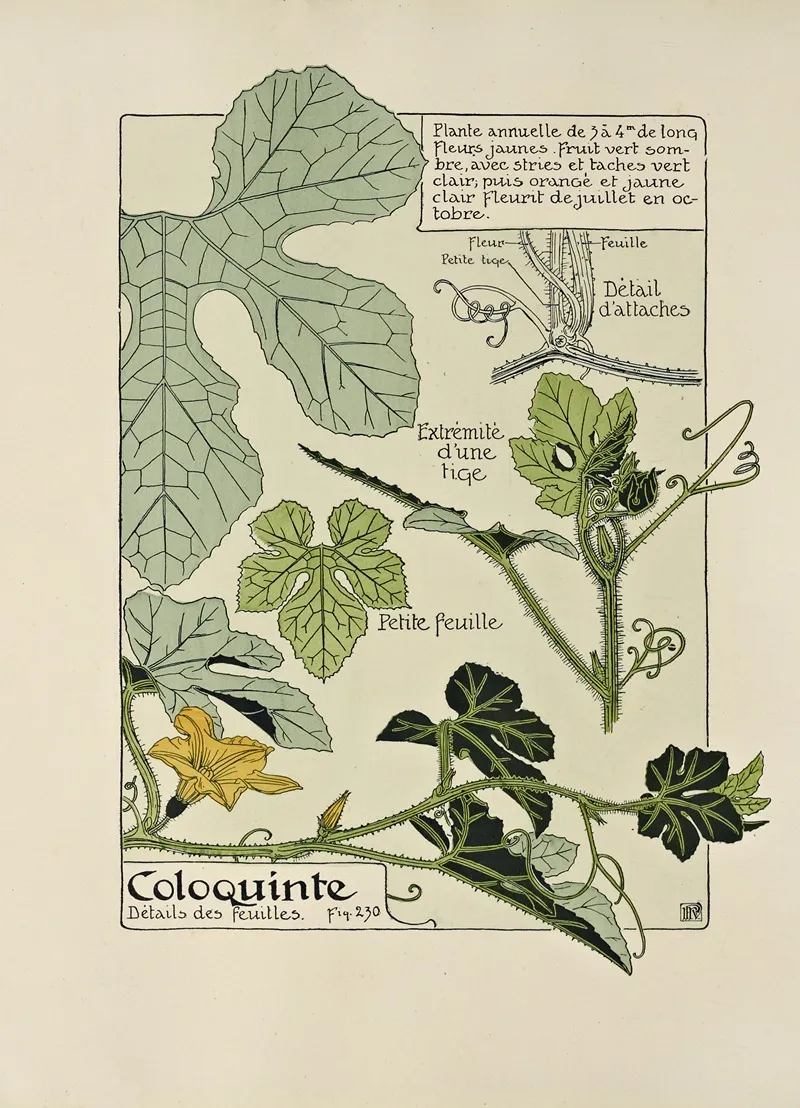 Coloquinte by Maurice Pillard Verneuil - Canvas Print