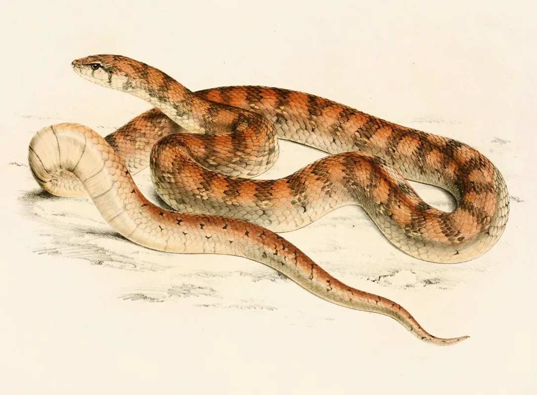 Coluber Canus Var B by Sir Andrew Smith - Canvas Print