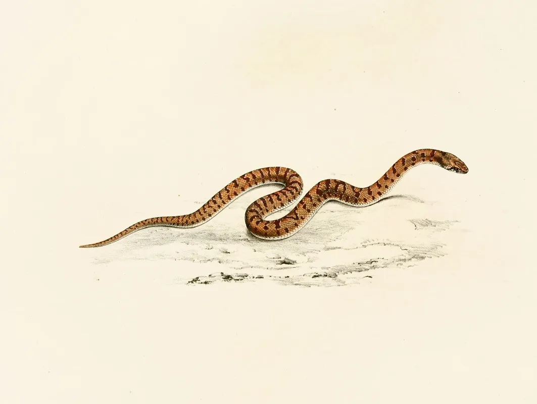 Coluber Canus Young by Sir Andrew Smith - Canvas Print