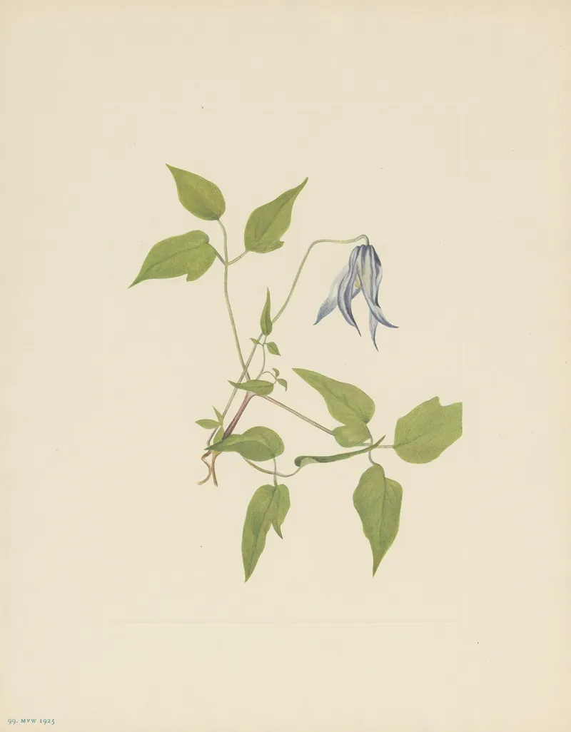 Columbia Clematis Flower Clematis Columbiana 2