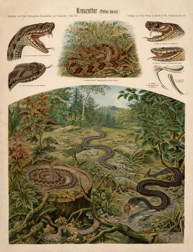Common Adder Pelias Berus by Albert Kull - Canvas Print