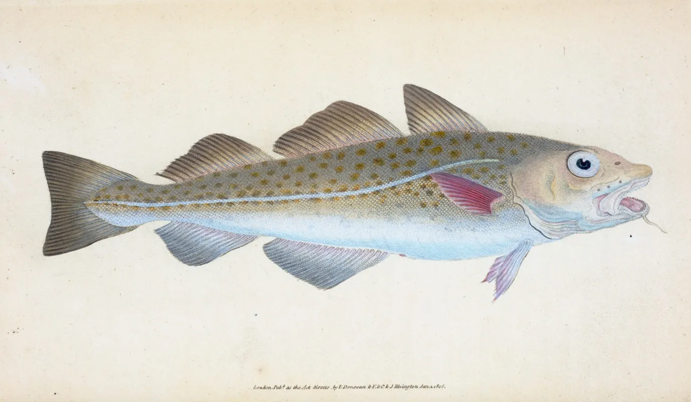 Common Cod Fish Gadus Morhua by Edward Donovan - Canvas Print