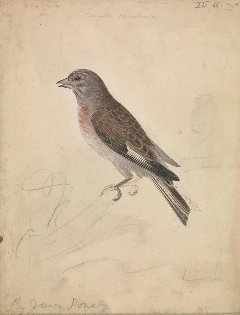 Common Linnet