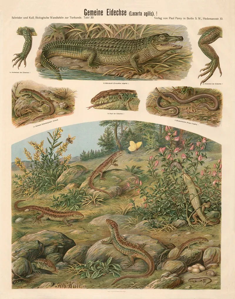 Common Lizard Lacerta Agilis by Albert Kull - Canvas Print