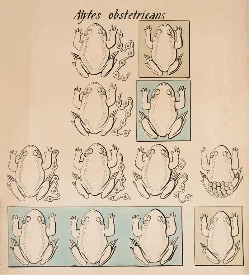 Common Midwife Toad Alytes Obstetricans