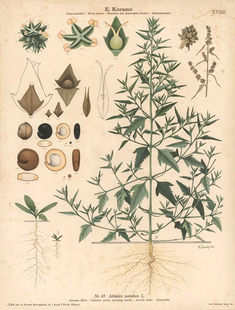 Common Orache Spreading Orache by Knut Quelprud - Canvas Print