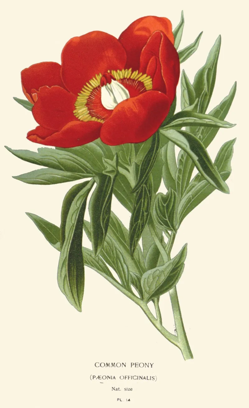 Common Peony by Edward Step - Canvas Print