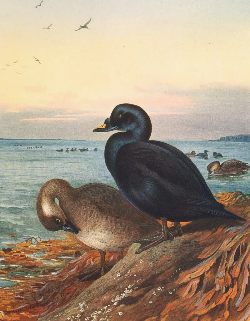 Common Scoter by Archibald Thorburn - Canvas Print