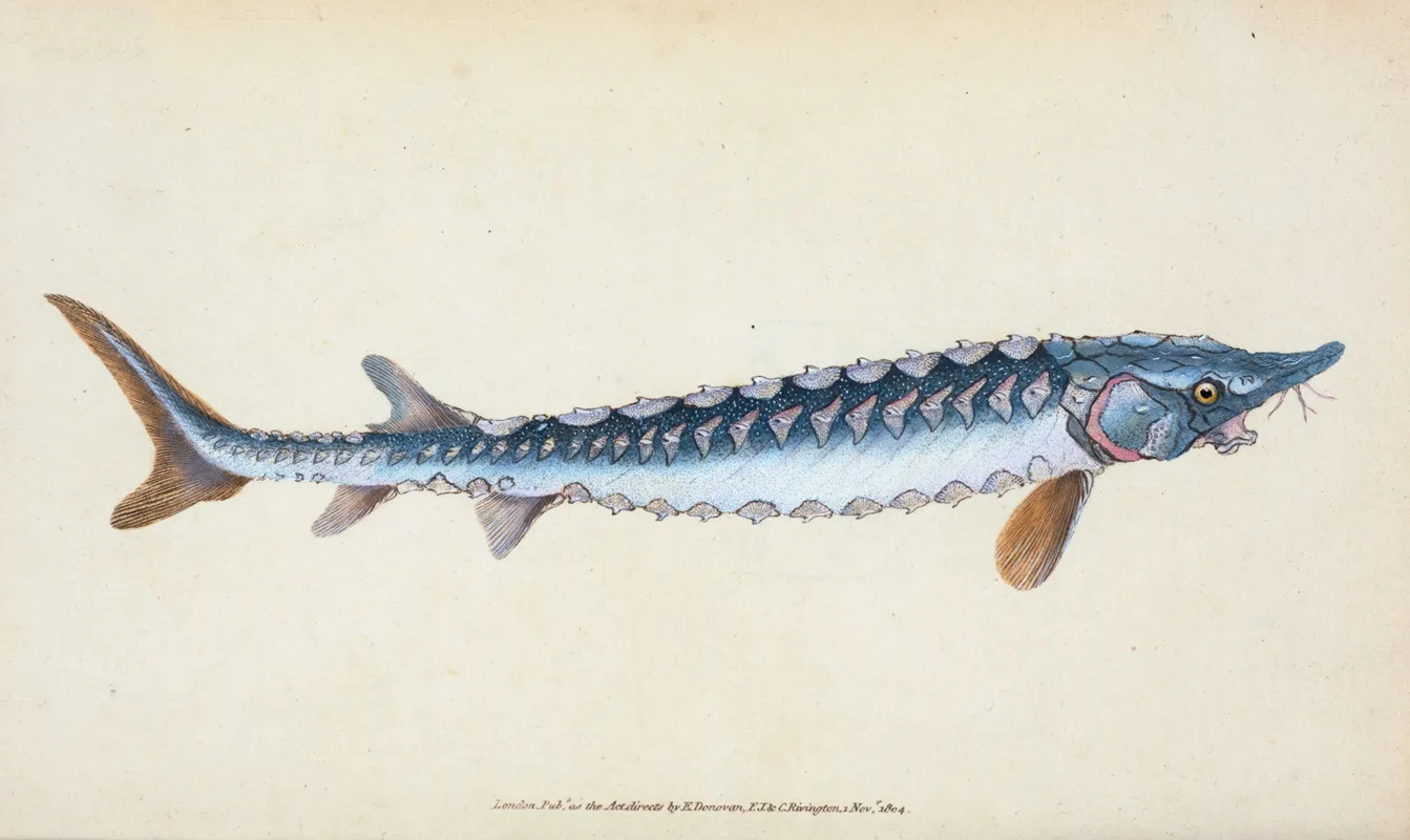 Common Sturgeon Acipenser Sturio