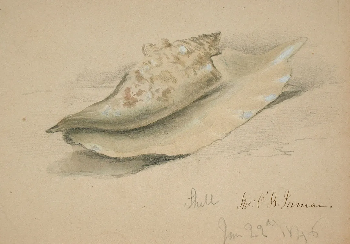 Conch Shell by John O'Brien Inman - Canvas Print