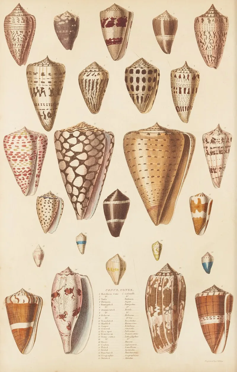 Cones by William MacGillivray - Canvas Print