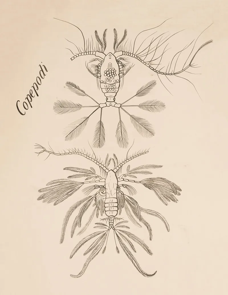 Copepod