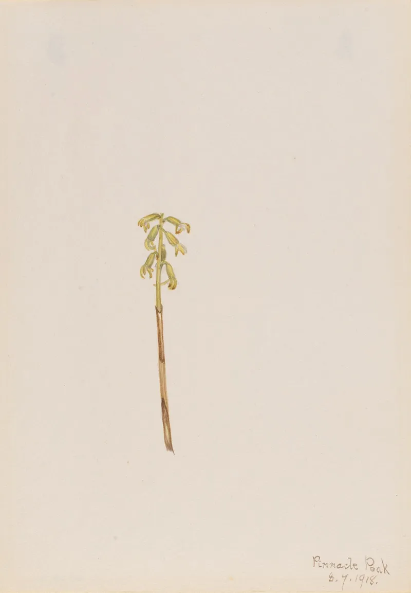 Corathorhiza Corallorhiza