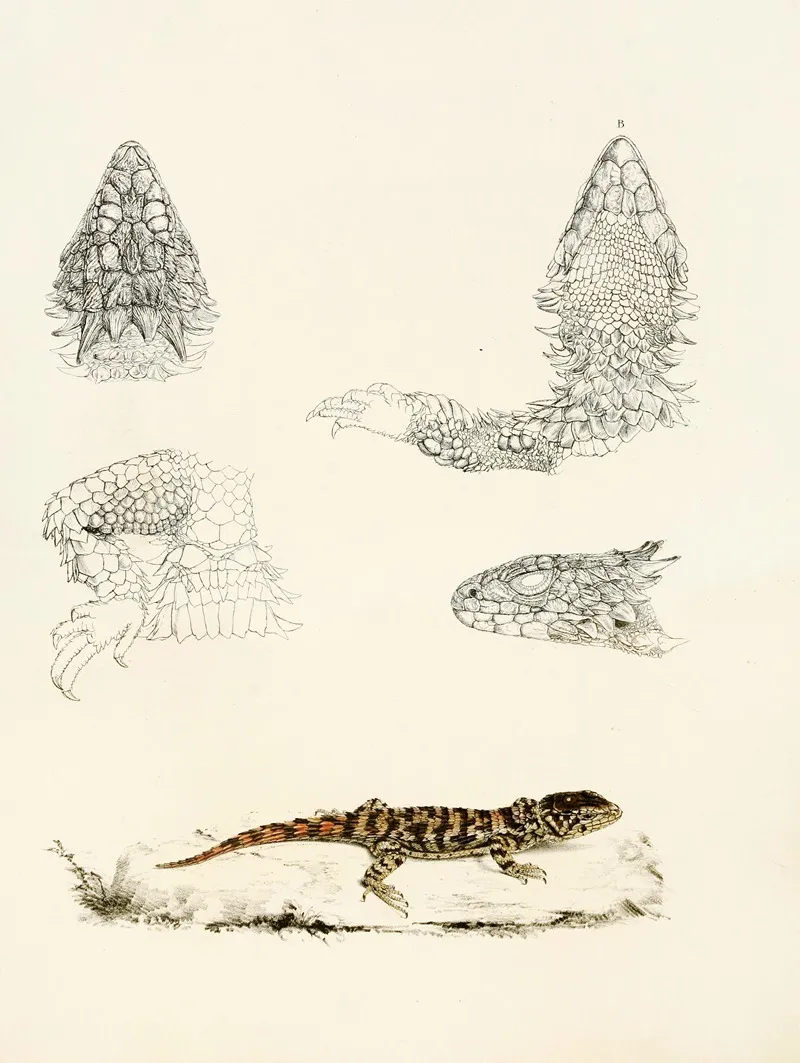 Cordylus Giganteus Young by Sir Andrew Smith - Canvas Print