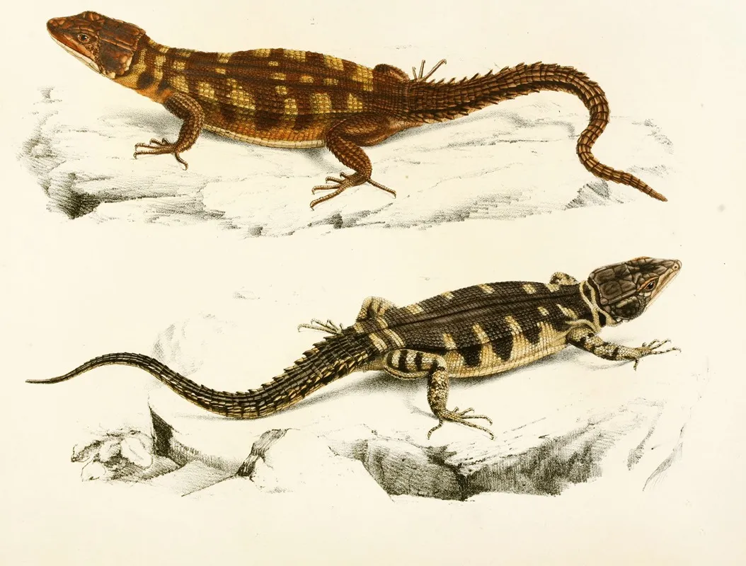 Cordylus Microlepidotus