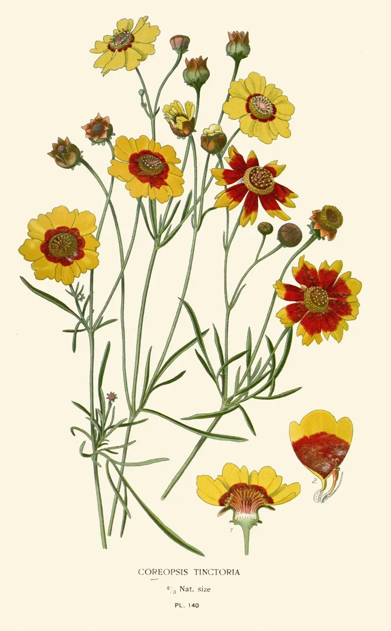 Coreopsis Tinctoria by Edward Step - Canvas Print