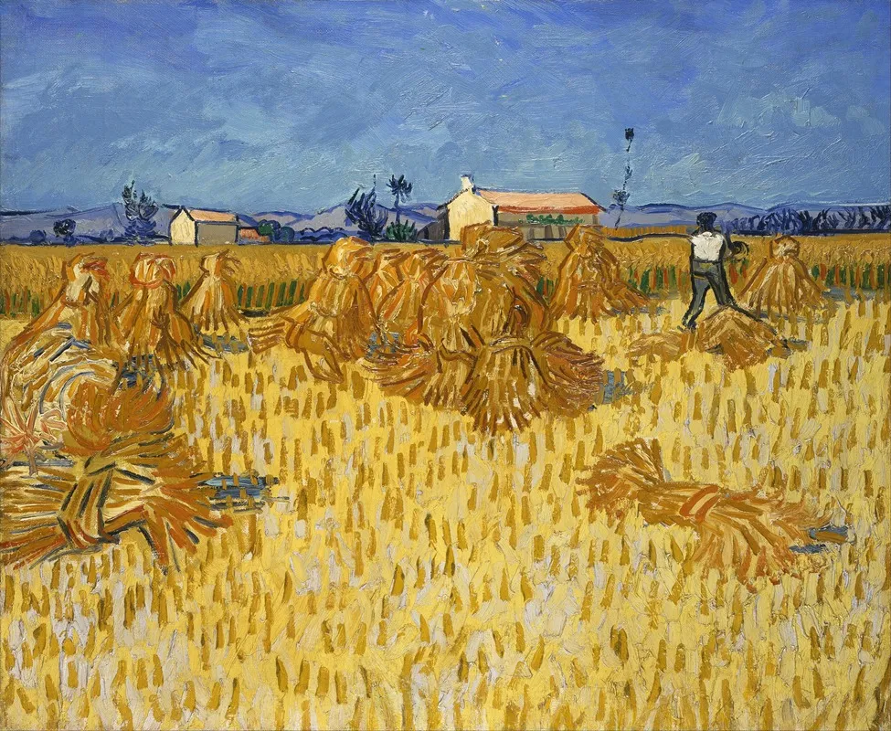 Corn Harvest In Provence