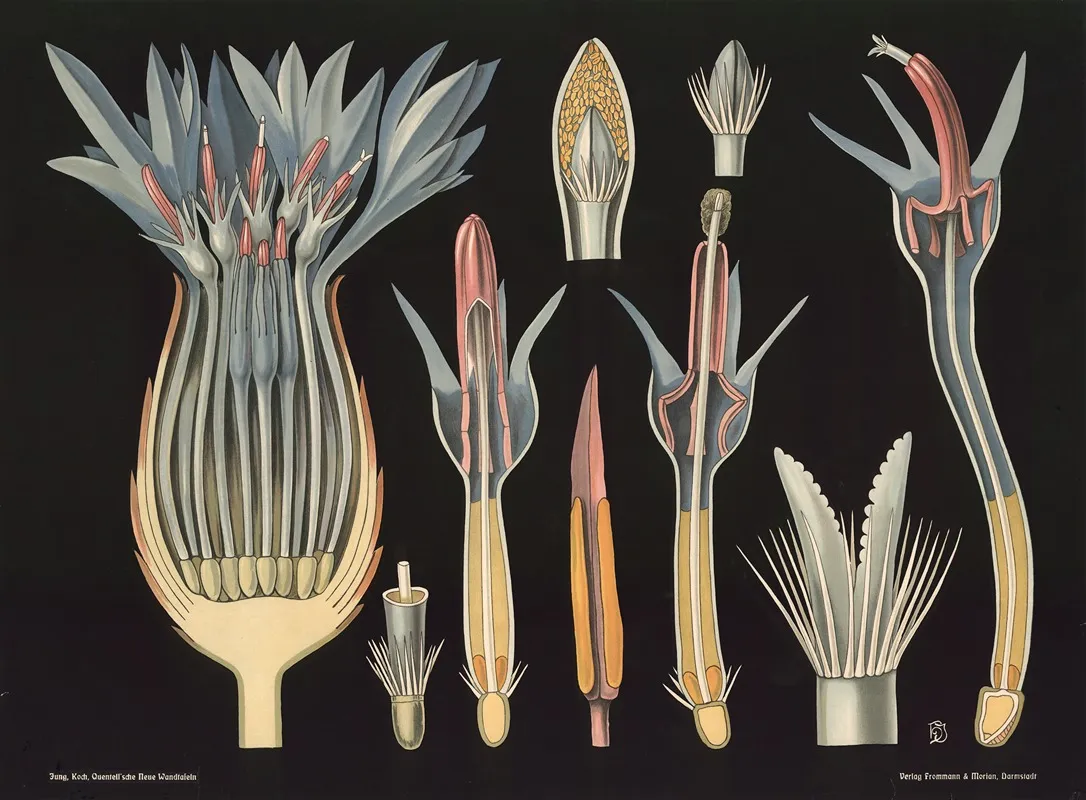 Cornflower Centaurea Cyanus