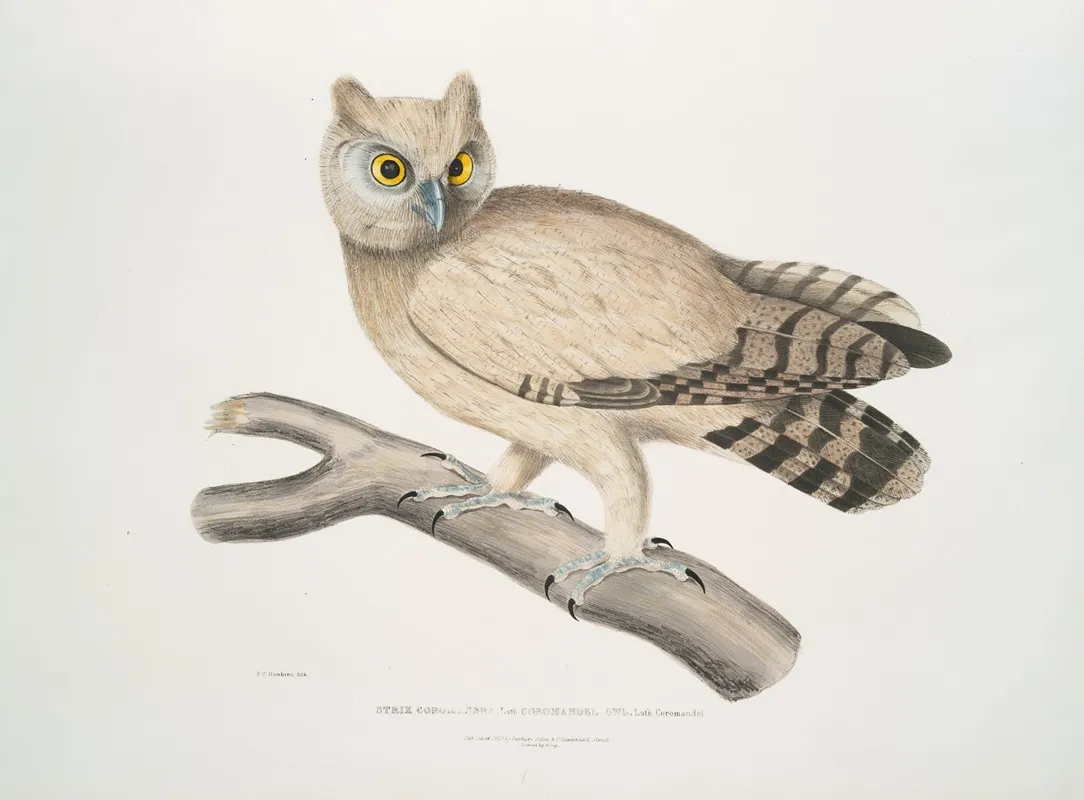 Coromandel Owl Strix Coromandra by John Edward Gray - Canvas Print
