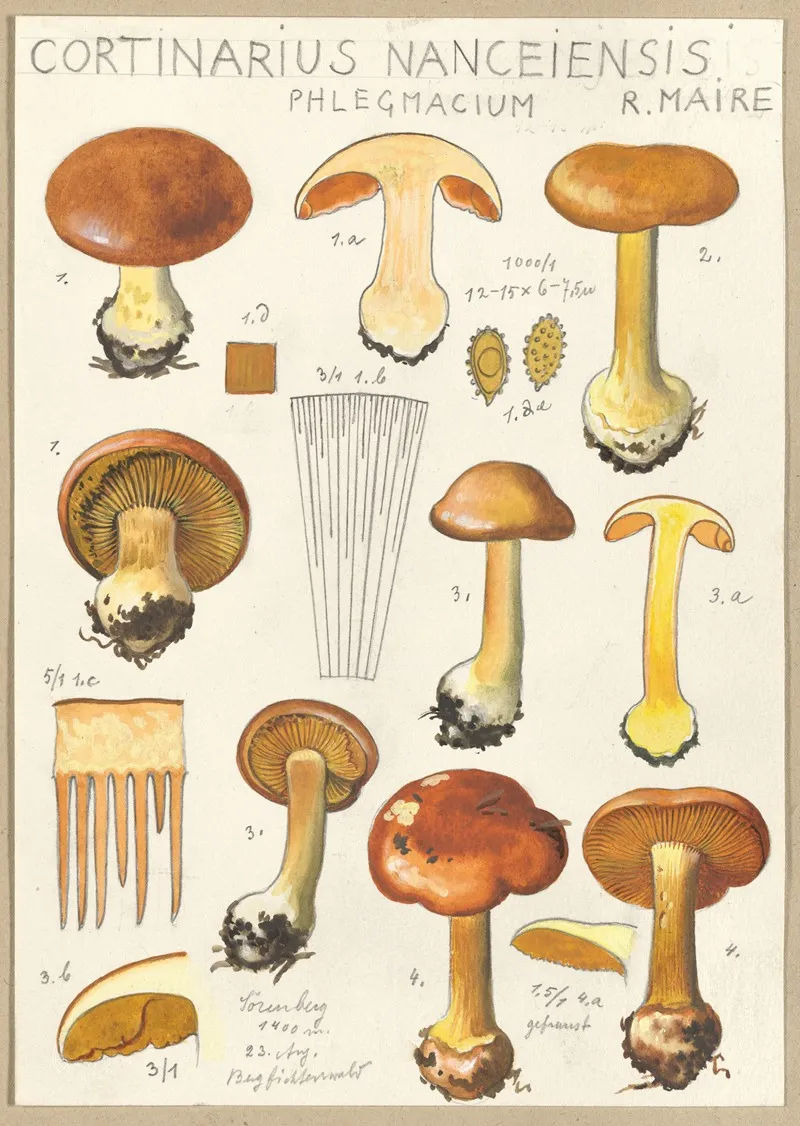 Cortinarius Nanceiensis by Hans Walty - Canvas Print