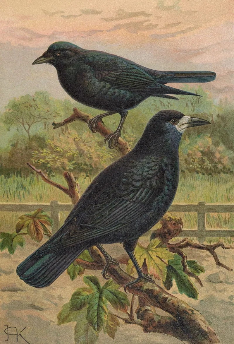 Corvus Frugilegus