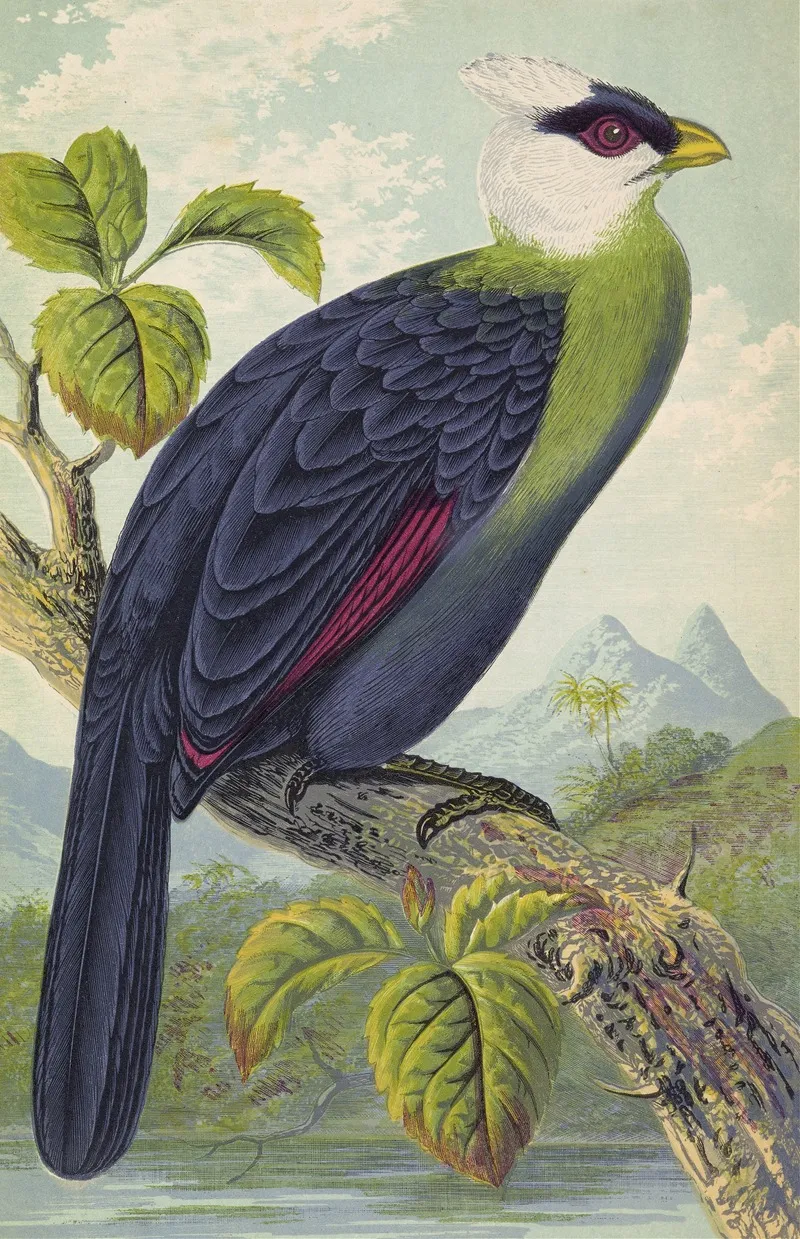 Corythaix Leucolopha