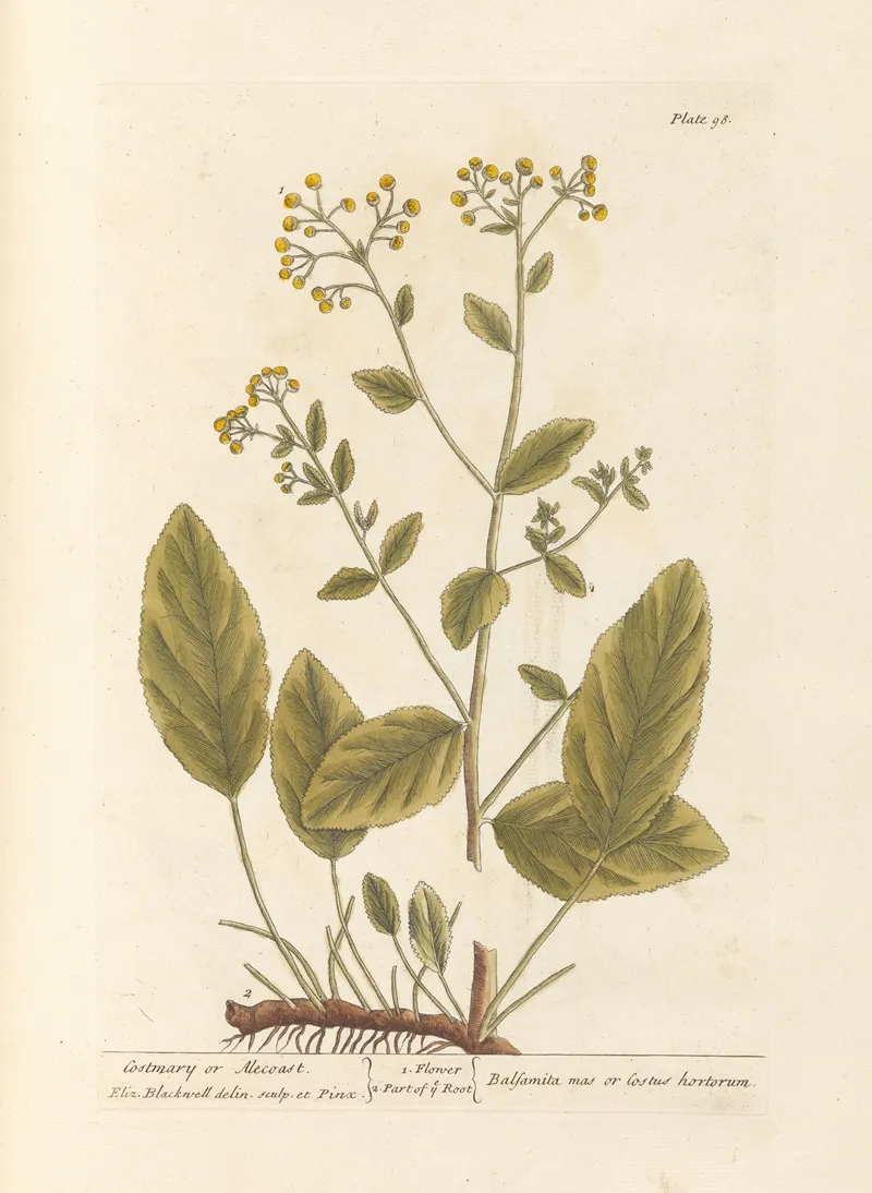 Costmary Or Alecoast