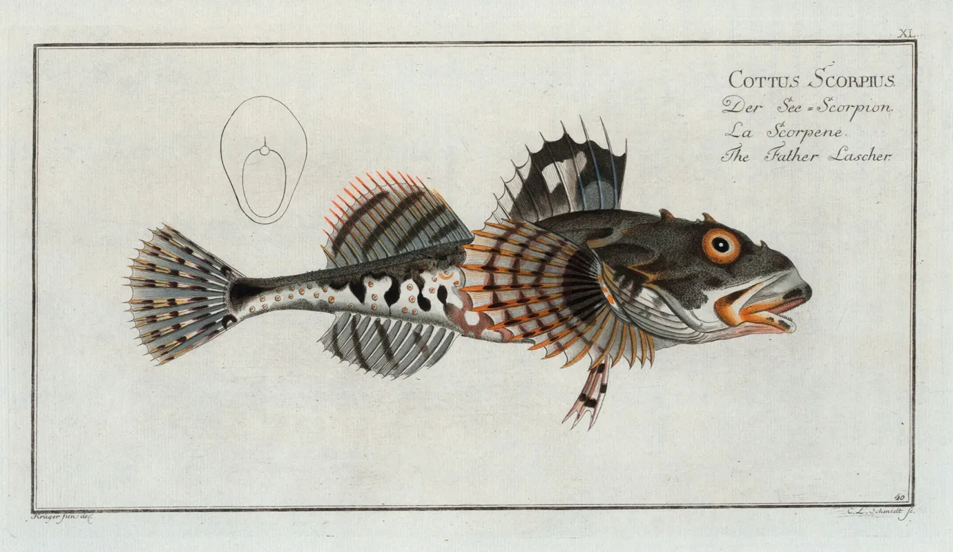 Cottus Scorpius The Father Lascher