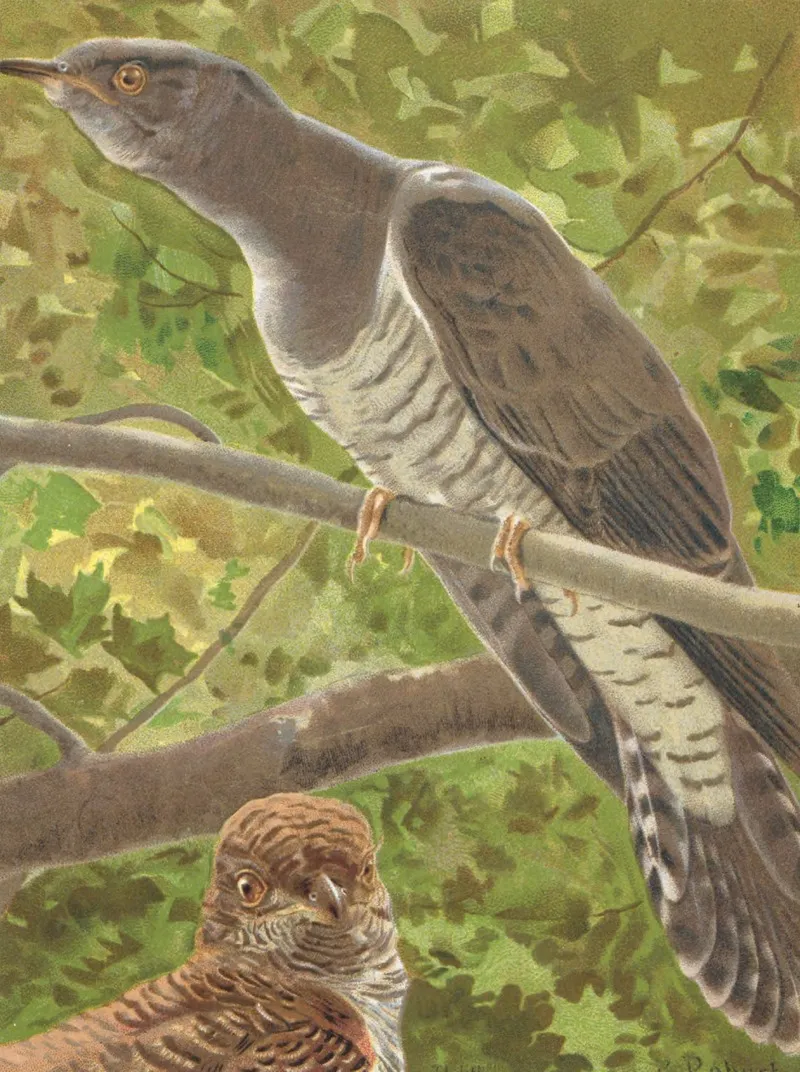 Coucou by Léo-Paul Robert - Canvas Print