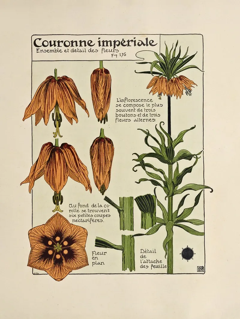 Couronne Imperiale 4 by Maurice Pillard Verneuil - Canvas Print