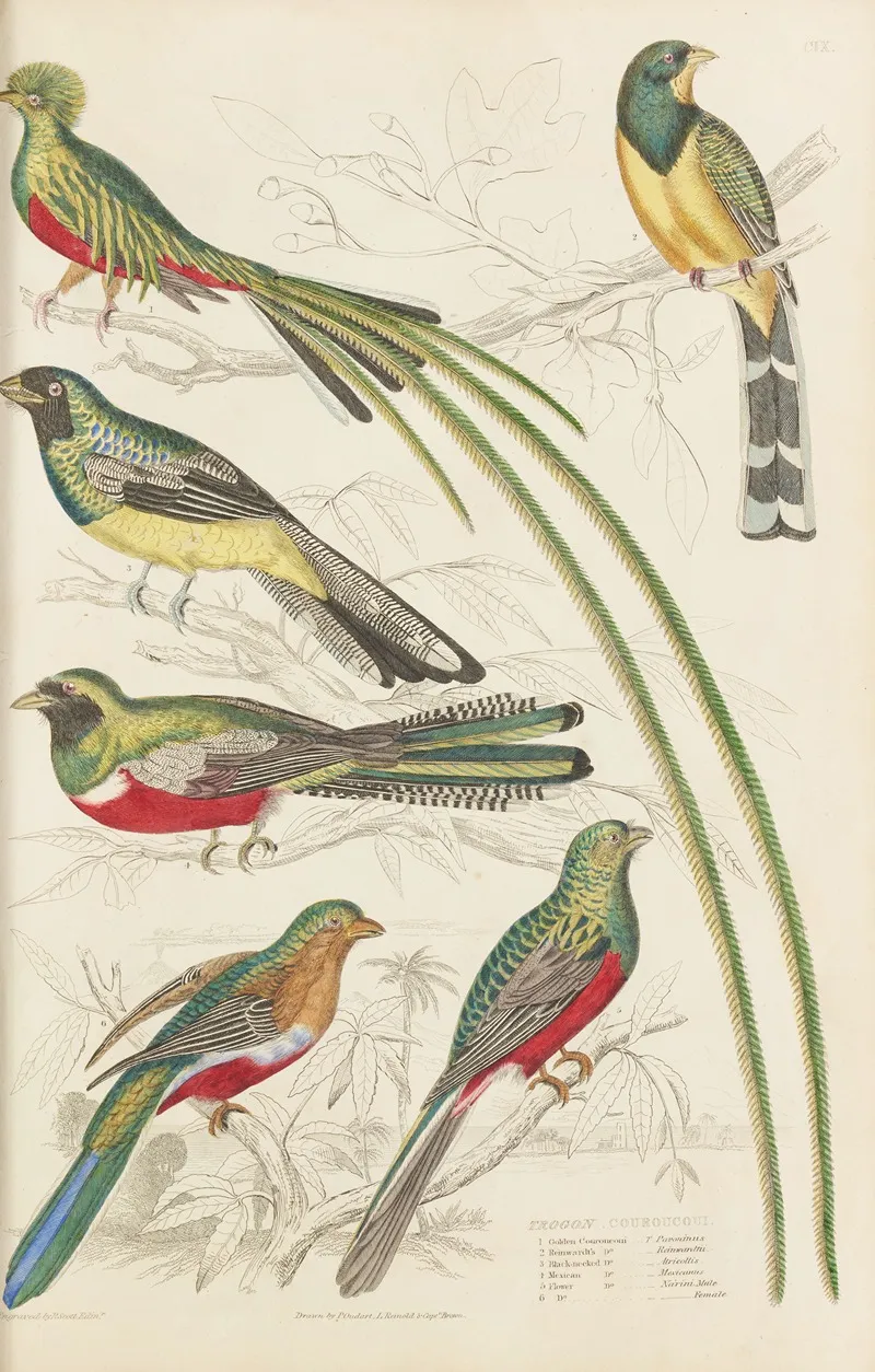 Couroucoui by William MacGillivray - Canvas Print