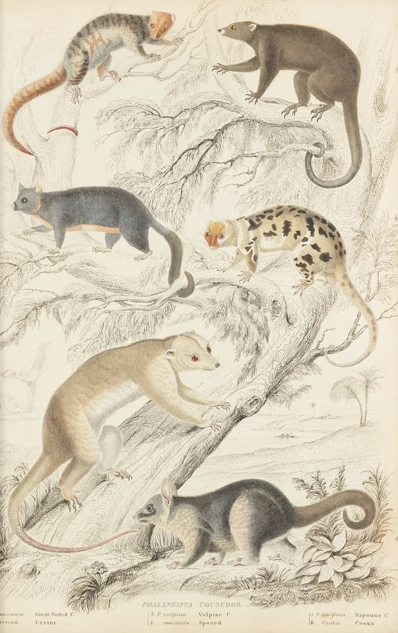 Couscoos by William MacGillivray - Canvas Print