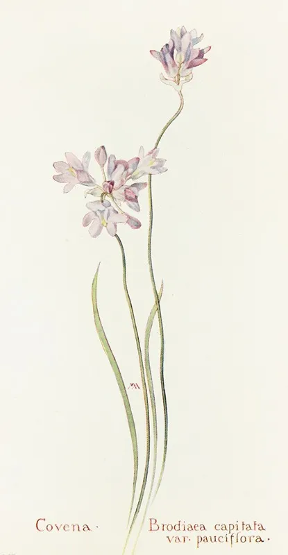 Covena by Margaret Armstrong - Canvas Print