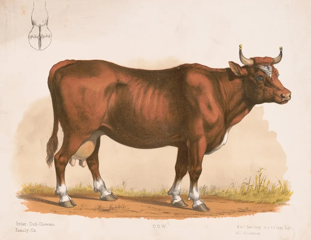 Cow 11