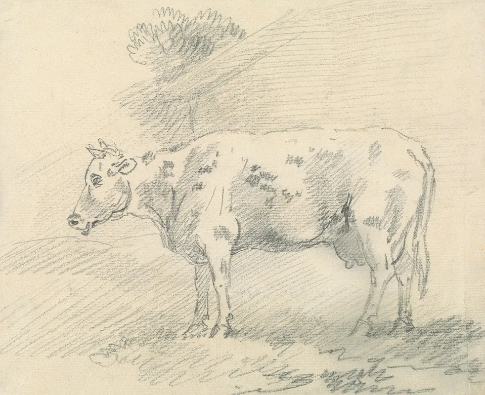 Cow 6