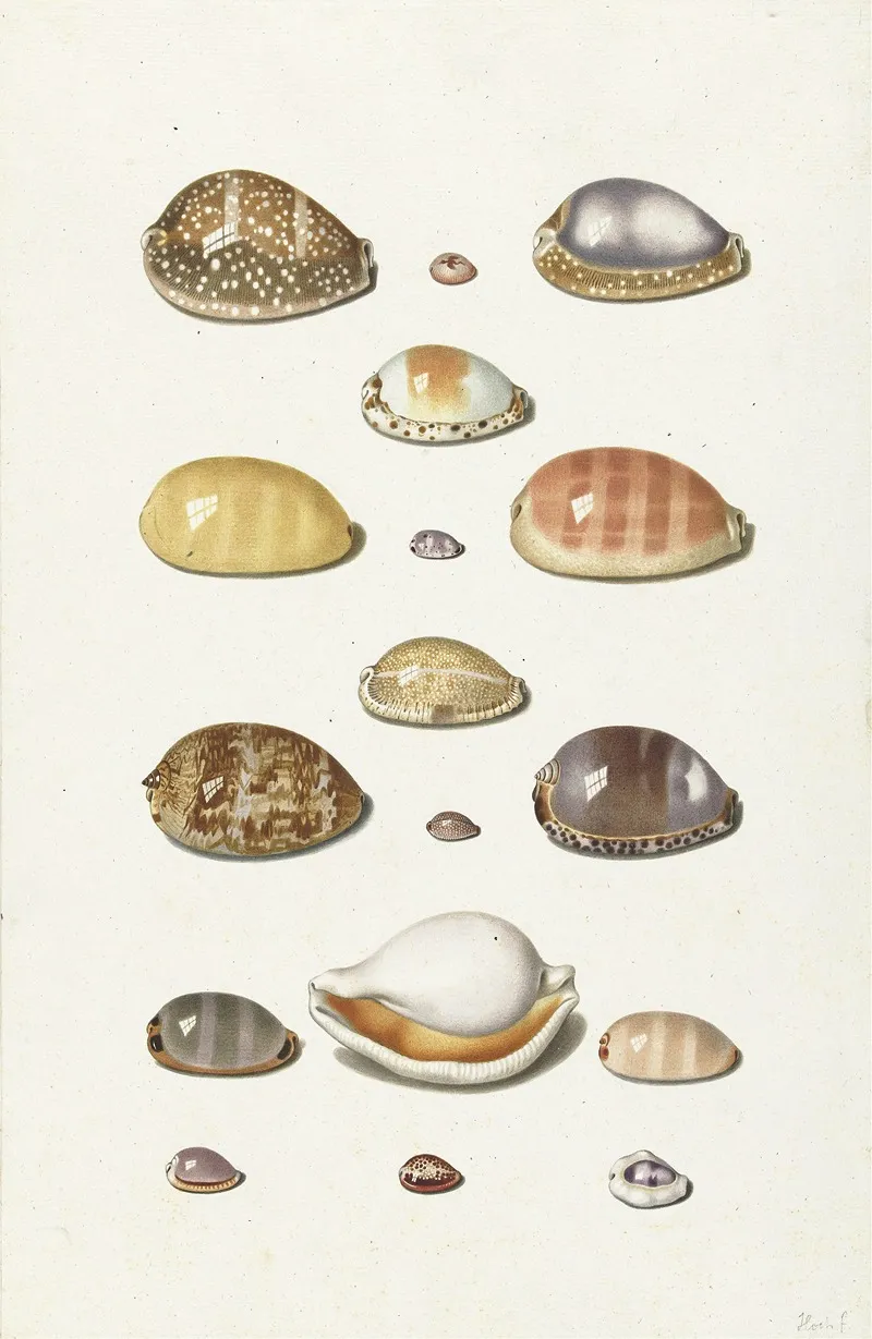 Cowry Shells